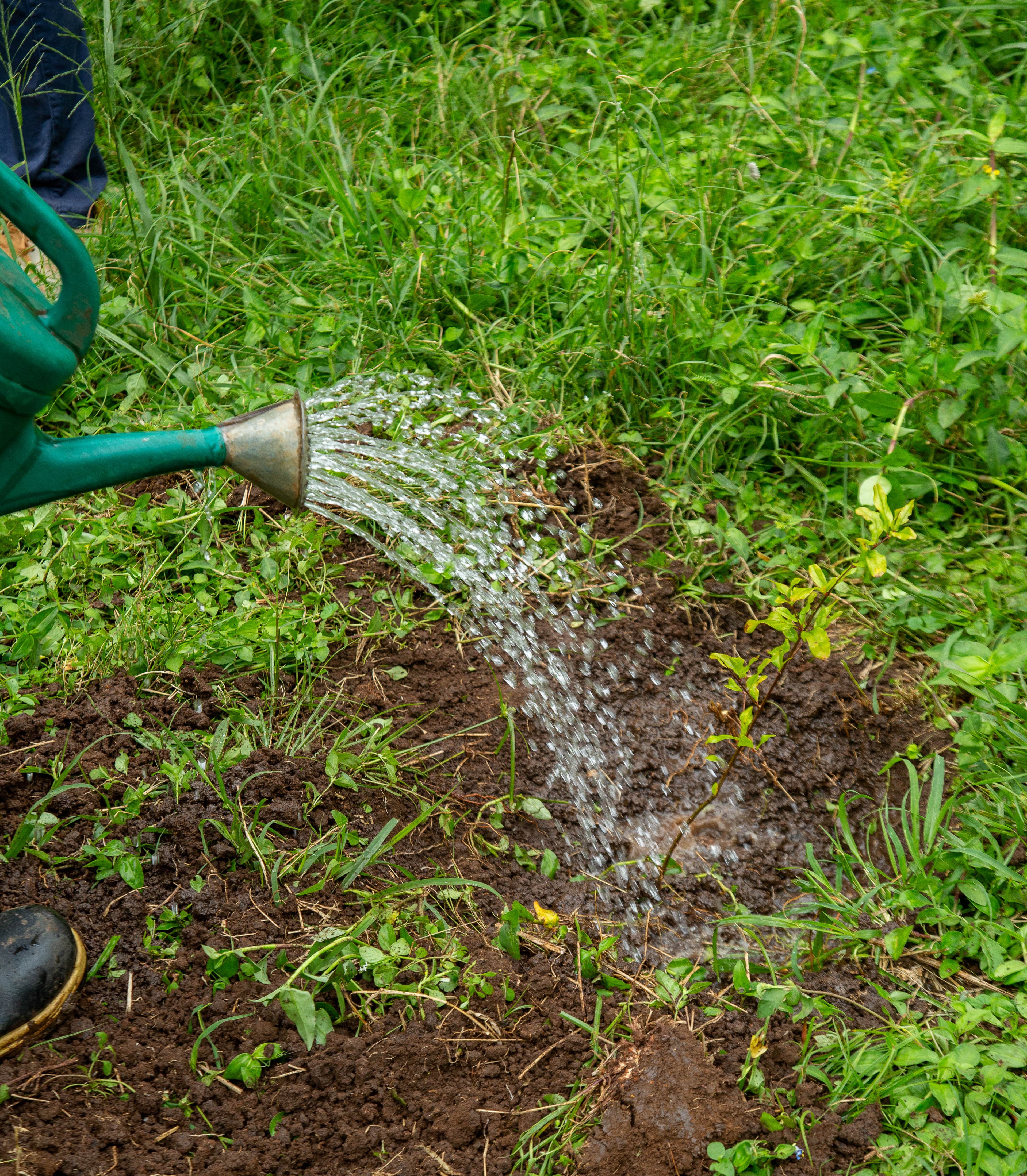 Watering seedlings with organic, plastic-free tools in fertile soil